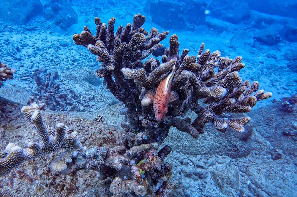 An orange fish swimming in a coral reef under the water in Honolua Bay, one of the best snorkeling spots in Maui