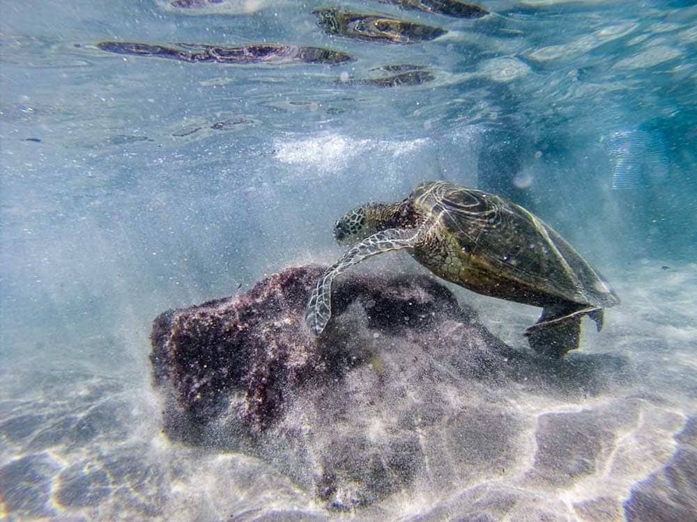 A sea turtle on top of a rock under the water at Slaughterhouse Beach in Maui