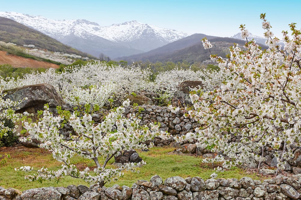 Cherry blossoms in the Jerte Valley with snowy mountains in the background in Spain in spring.